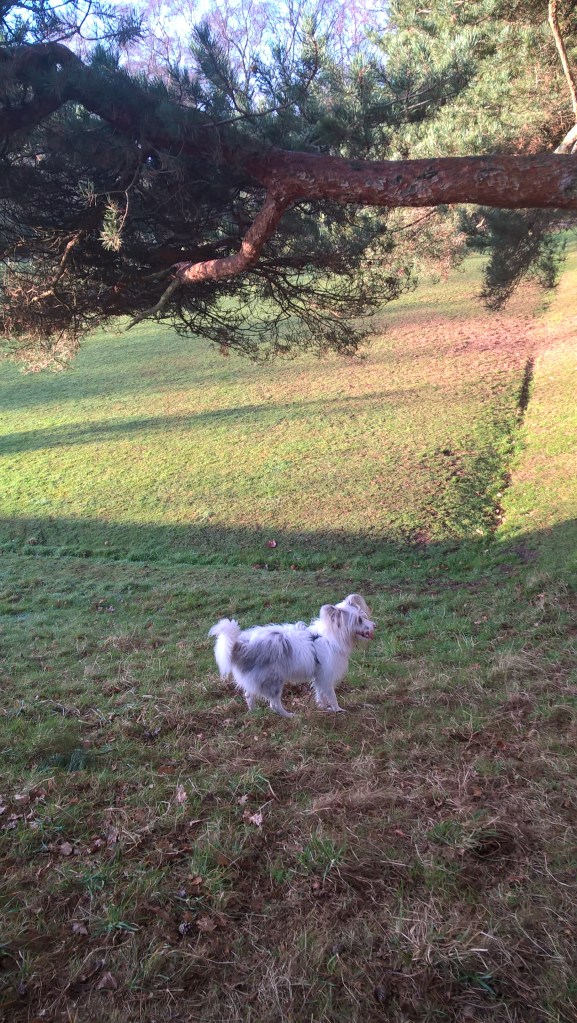 First time free on the old bowling green, Kings Heath Park.