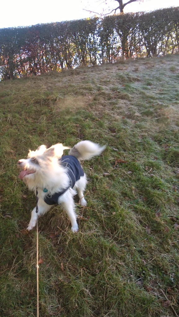 wp_20170102_11_00_42_pro